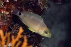 Hypoplectrus unicolor