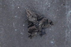 Macroglossum pyrrhosticta