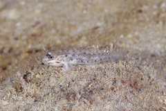 Coryphopterus venezuelae