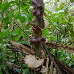 Auricularia cornea