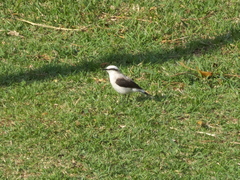 Fluvicola nengeta