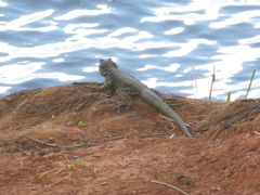 Tropidurus
