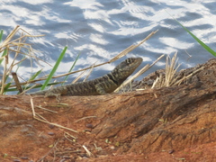 Tropidurus