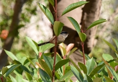 Aegithalos glaucogularis