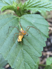 Oxyopes macilentus