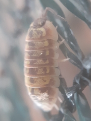 Armadillidium versicolor