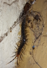 Scolopendromorpha