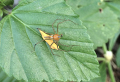 Oxyopes macilentus