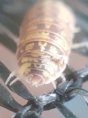 Armadillidium versicolor