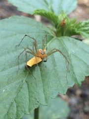 Oxyopes macilentus