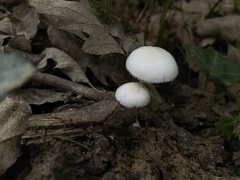 Volvariella