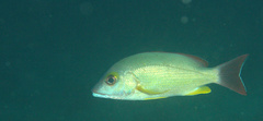 Lutjanus fulvus