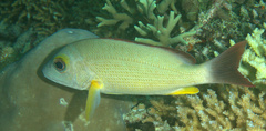 Lutjanus fulvus