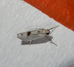 Crambidae