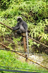Trachypithecus obscurus