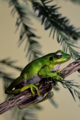 Boana prasina