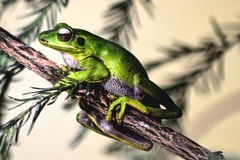 Boana prasina