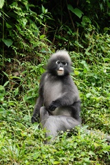 Trachypithecus obscurus