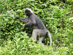 Trachypithecus obscurus