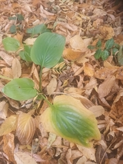 Hosta