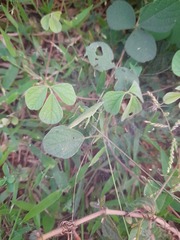 Atractomorpha lata