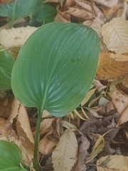 Hosta