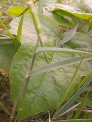 Atractomorpha lata