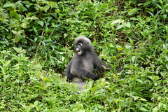 Trachypithecus obscurus