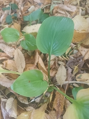 Hosta