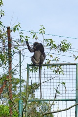 Trachypithecus obscurus
