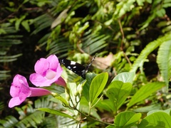 Euploea radamanthus