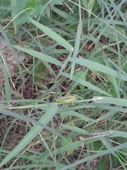 Spathosternum prasiniferum