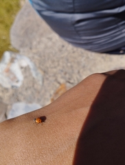 Hippodamia convergens