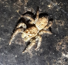 Plexippus