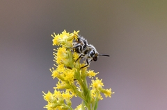 Megacampsomeris prismatica