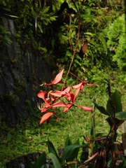 Amherstia nobilis