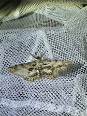 Hypomecis roboraria displicens