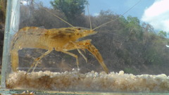 Macrobrachium lepidactylus