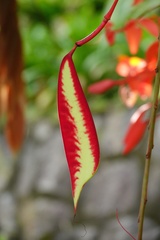Amherstia nobilis