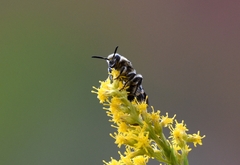 Megacampsomeris prismatica