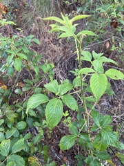 Rubus argutus