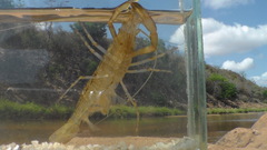 Macrobrachium lepidactylus