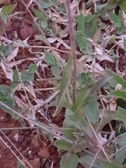 Atractomorpha lata