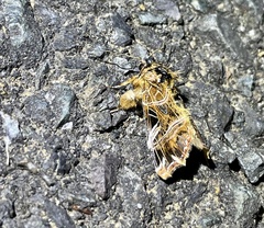 Callopistria repleta