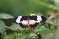Acraea aganice