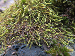 Triquetrella papillata