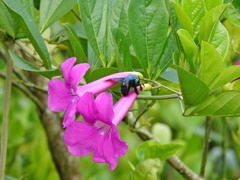 Xylocopa caerulea