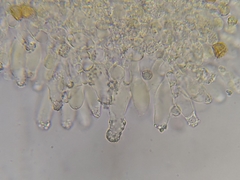 Crepidotus aureus