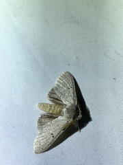 Cnethodonta grisescens