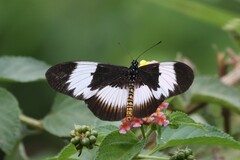 Acraea aganice